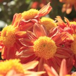 chrysanthemum-sunspot