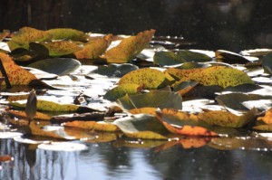 lily-pads