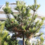 pine-tree