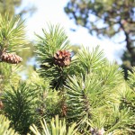 pine-wcone