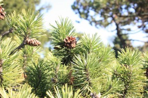 pine-wcone