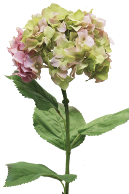 cfd catalog flowers a m hydrangea
