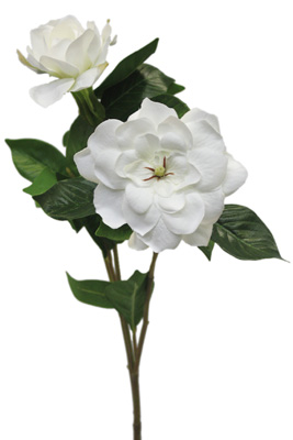 gardenia