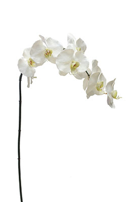 CFD : Catalog > FLOWERS N-Z > Orchid